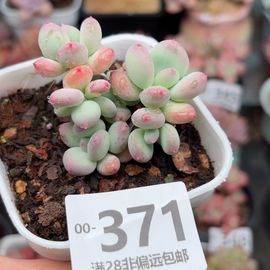 苹果奶老桩多肉多肉