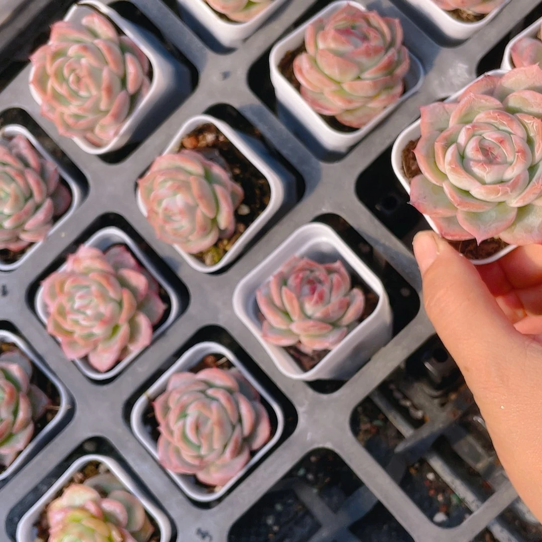 粉恋普盆一个满25包邮