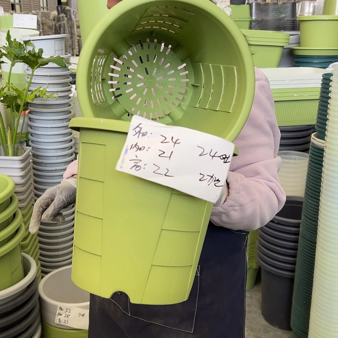 玫瑰240#果绿色5个无托