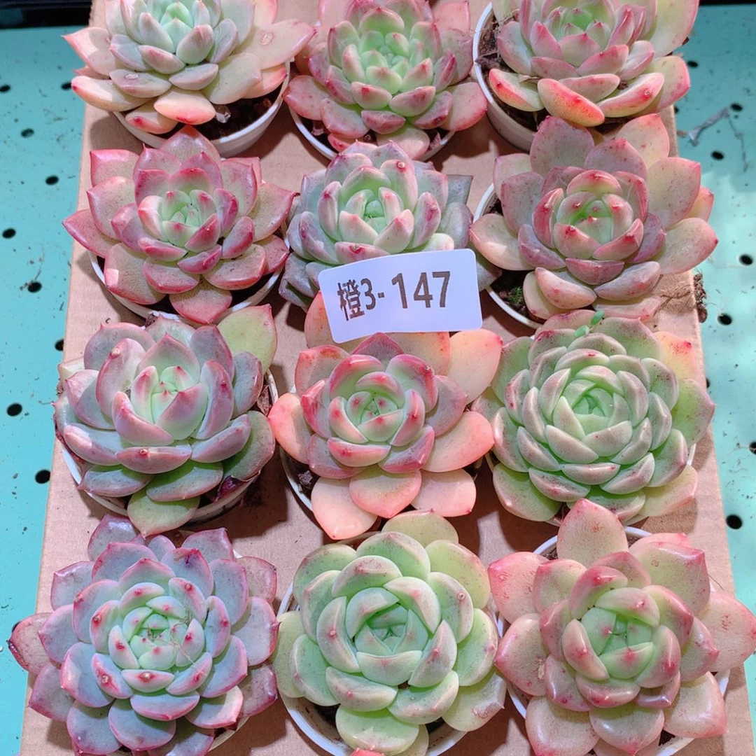 3-147一物一拍多肉带盆18颗