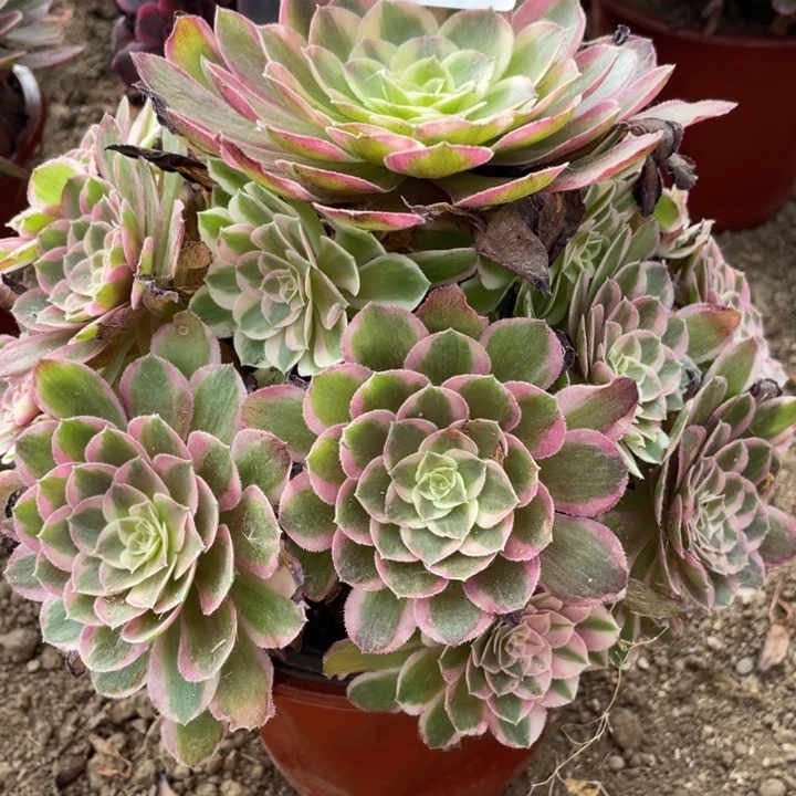无花朵267多肉植物孔雀翎
