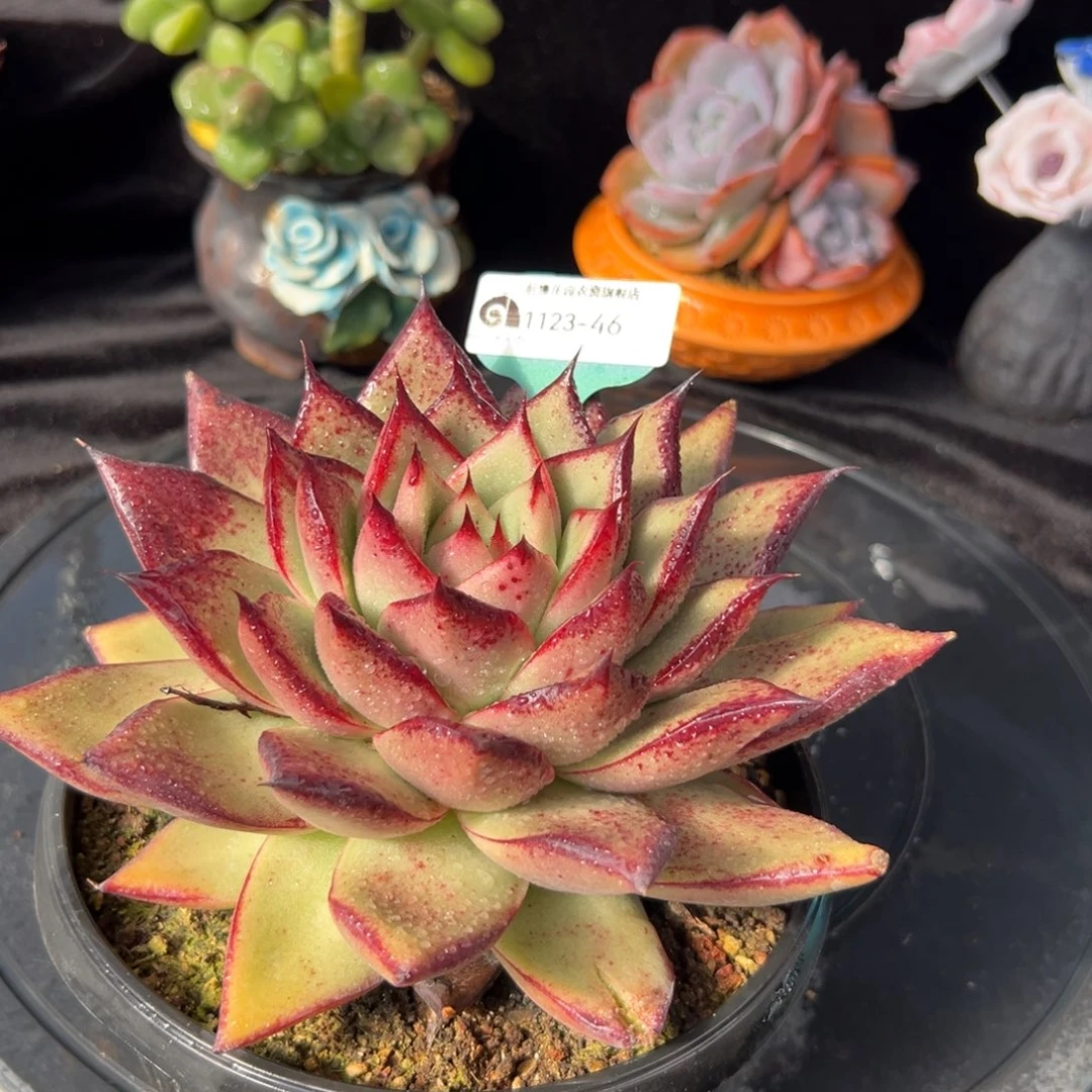 从前慢花园多肉编号1123-46