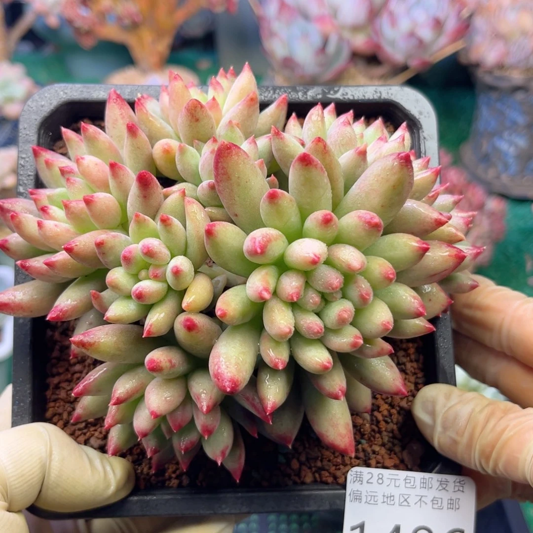 大1486:？d g f h v b n n