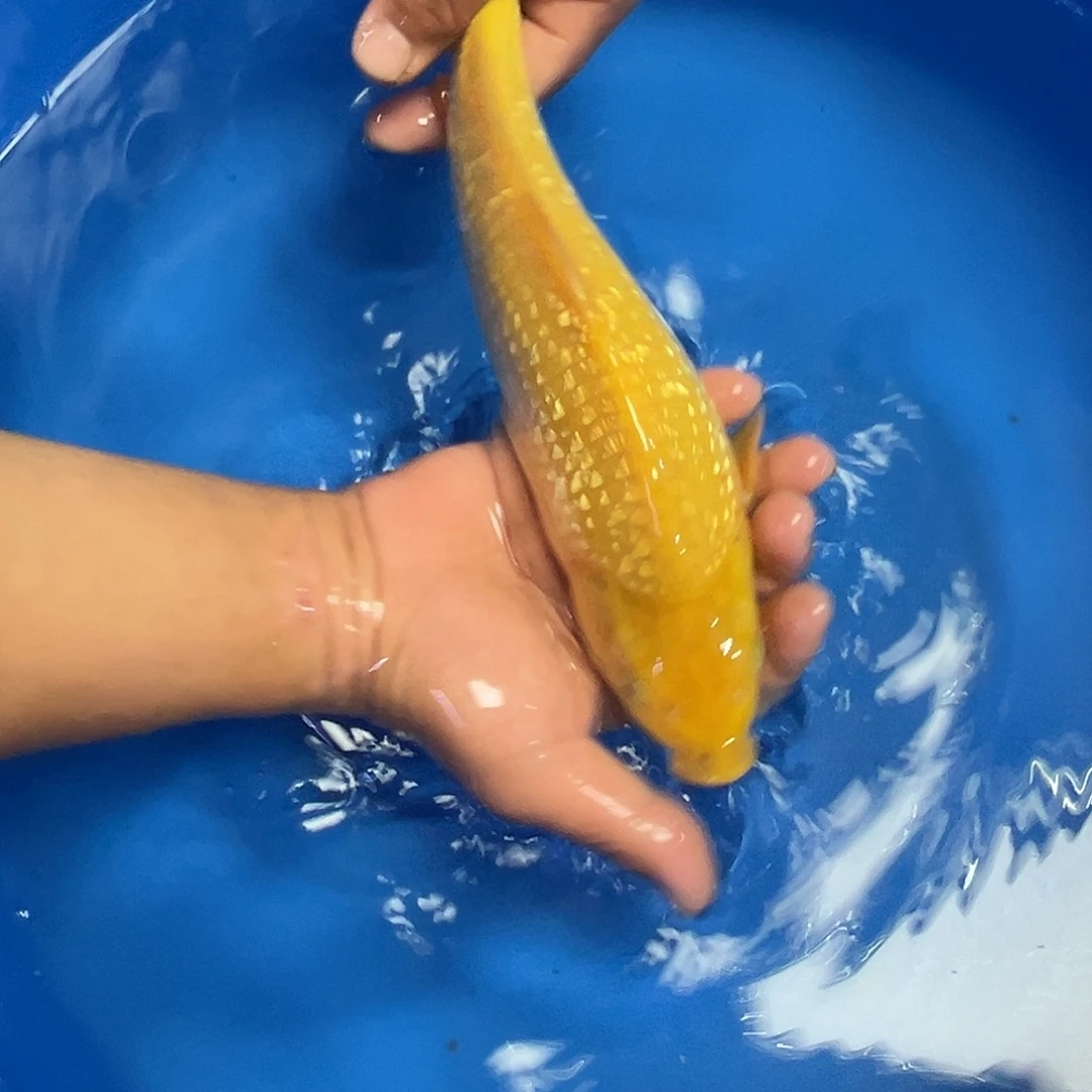 海水鱼精品大日黄猿
