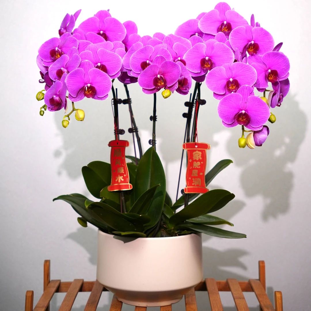 【恭喜发财】蝴蝶兰年宵花 乔迁送人送礼 室内高端花卉