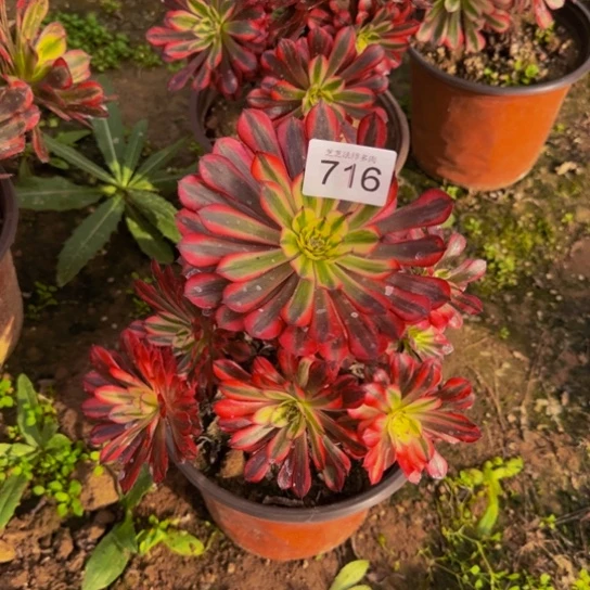 黑铜白9号棚716多肉植物