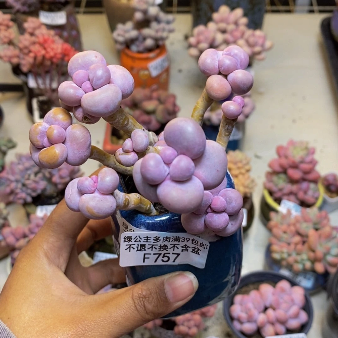 757芭比奶多肉9c m