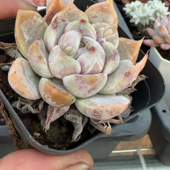 36汉堡一物一拍多肉