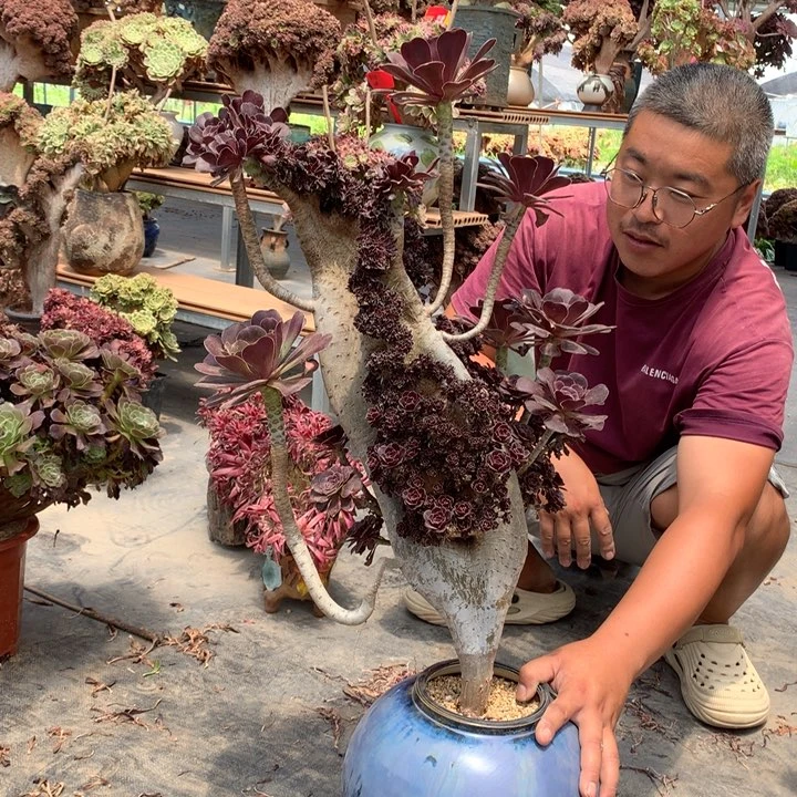 圆叶黑朵朵脱土不带盆