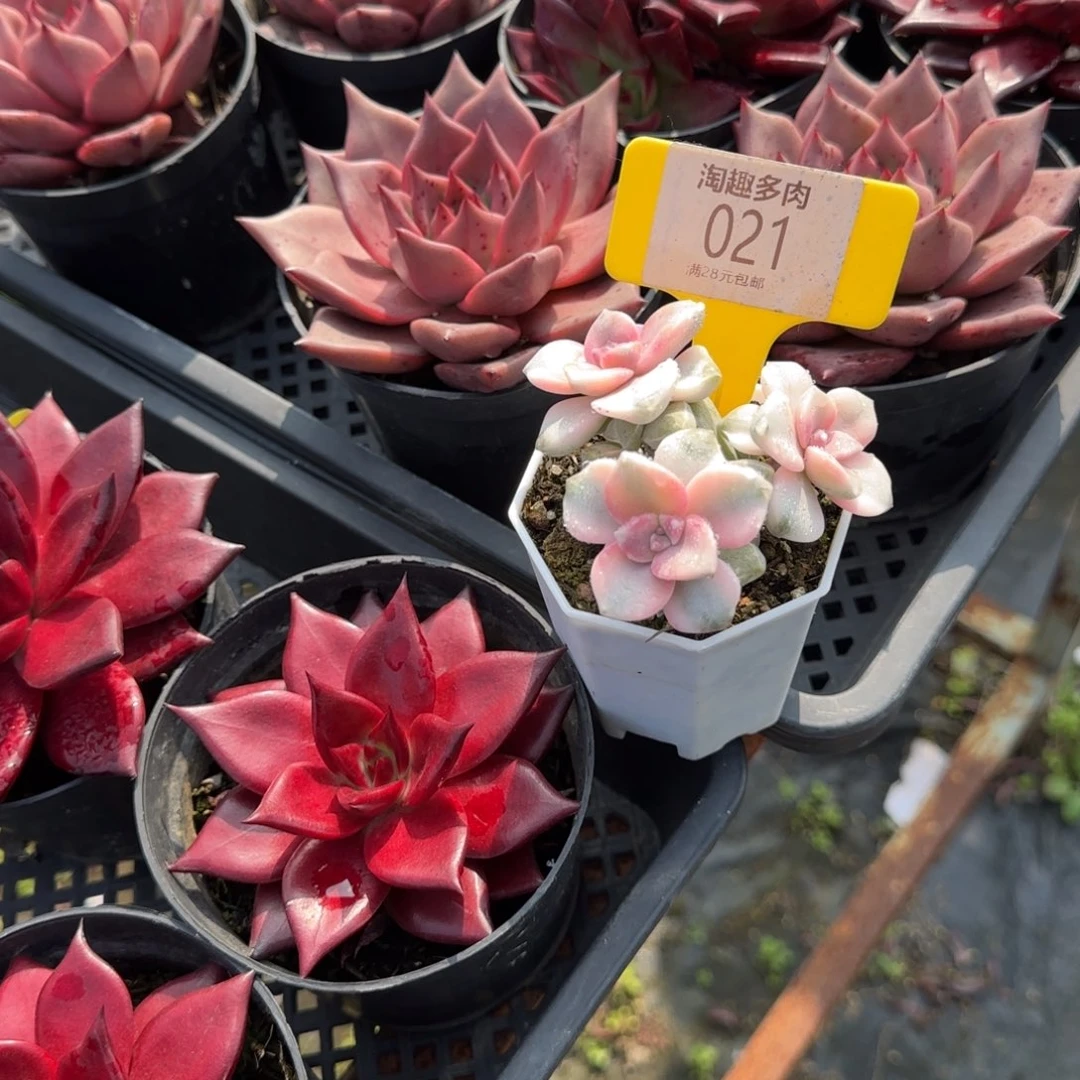 ****祥多肉植物，此乐井汕头