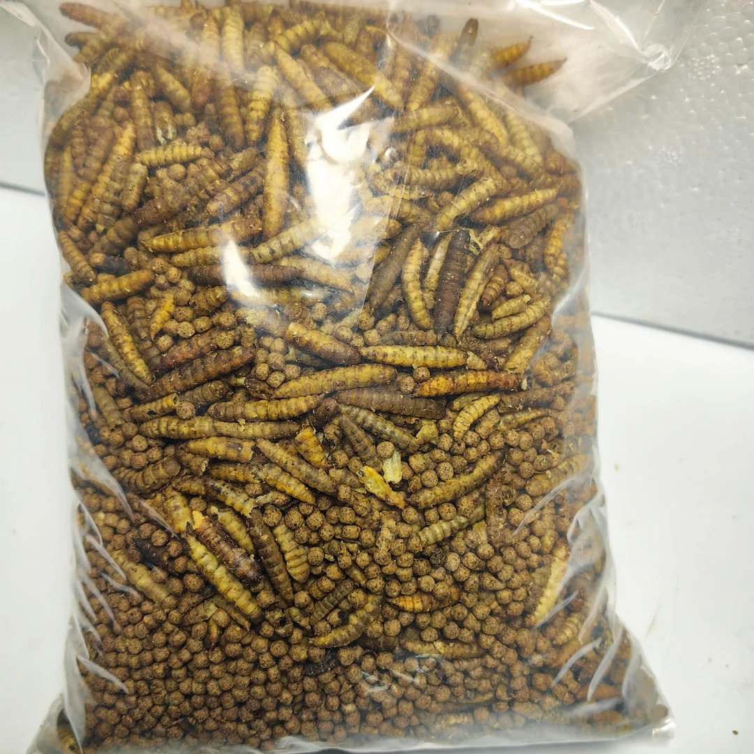 淡水鱼马口鱼专用饲料混合动物蛋白（浮料）