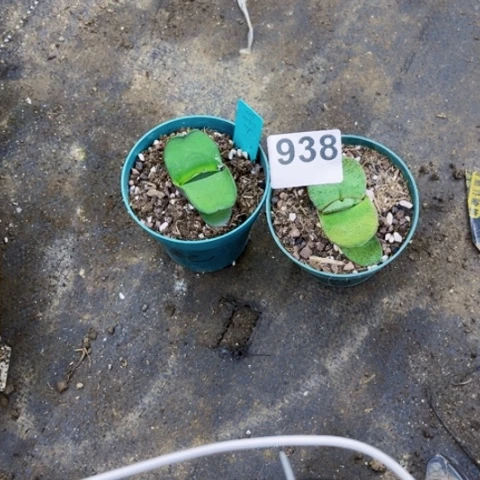 938卧牛2个一物一图如图