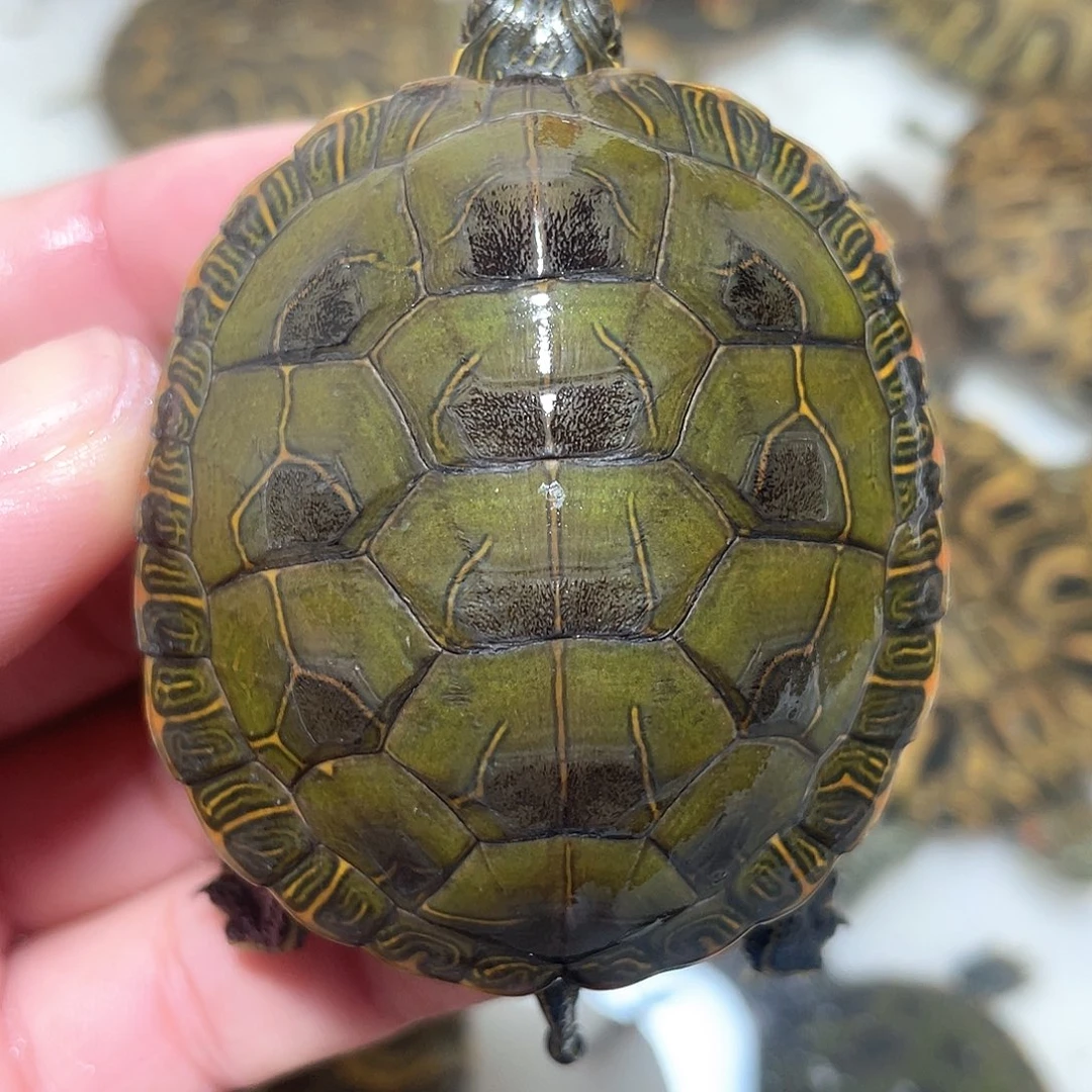 宠物龟不分公母西