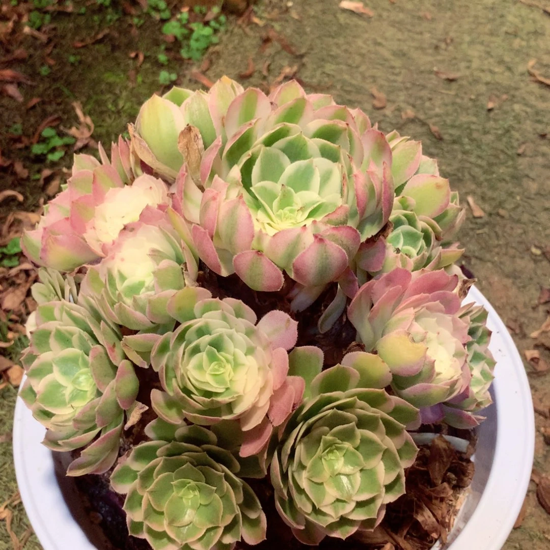 海王捧花，两颗包邮