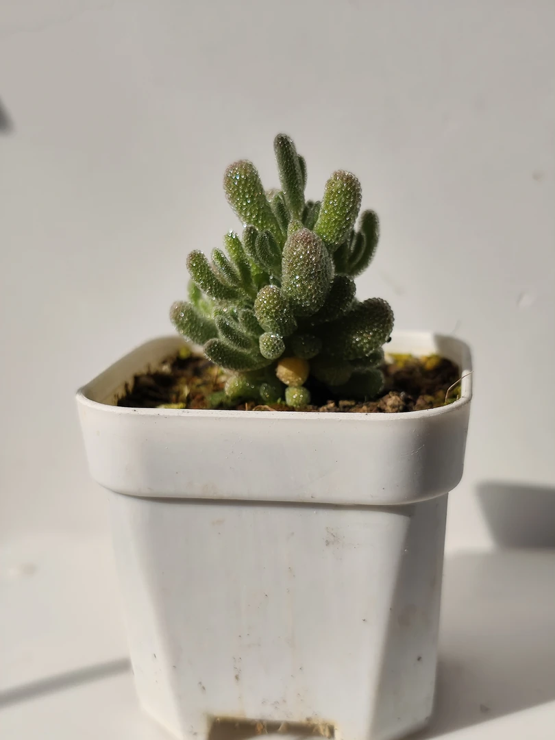 枝干番杏 5.5盆冰晶