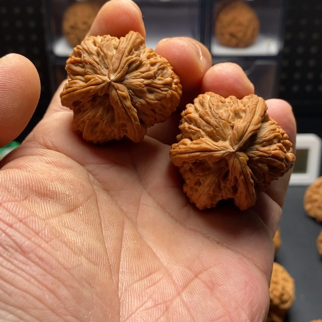 好***凉白狮子三棱全品888888888