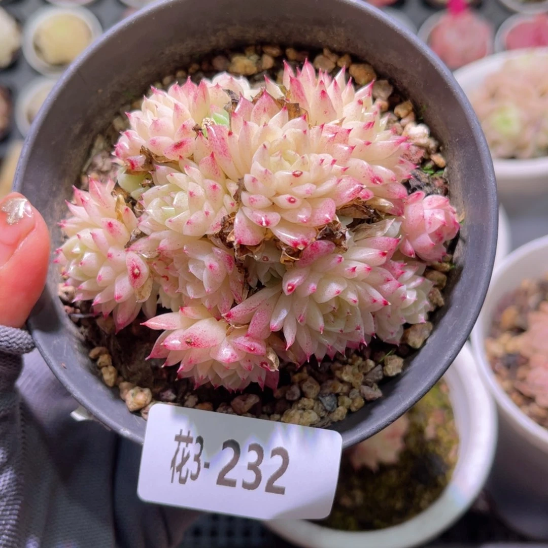 花03-232麦秆群生