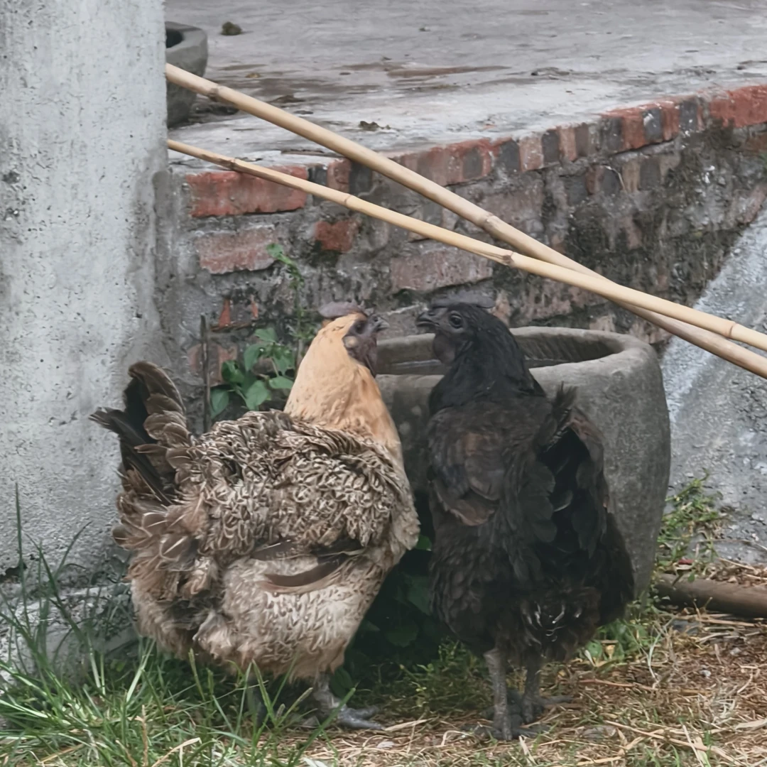 【乌鸡】乌鸡老母鸡农户散养家鸡粮食鸡直拍实物图
