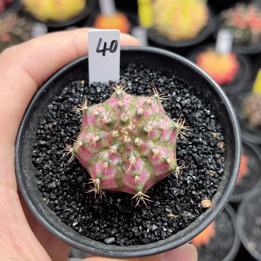 实生海神——（默认脱土发货）