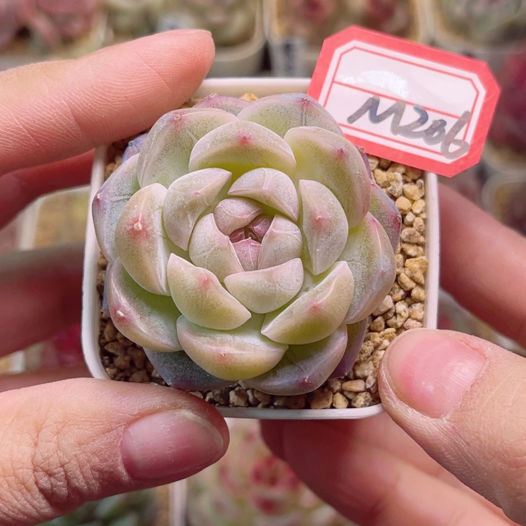 M206一物一拍 白芷珍妮