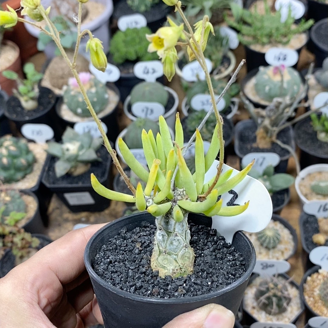 72号白象奇峰锦 主干2cm