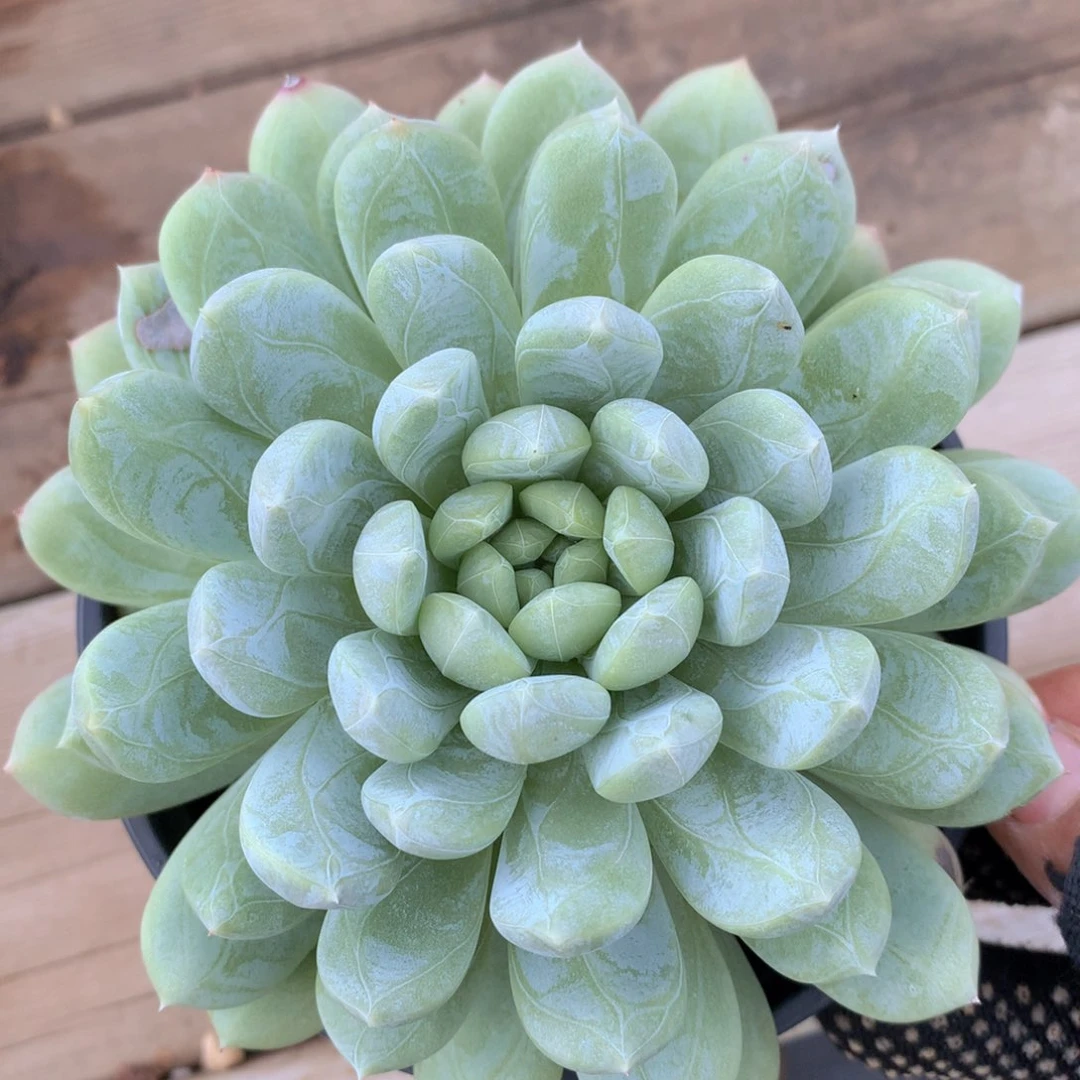 百达翡翠12 公分一物一拍