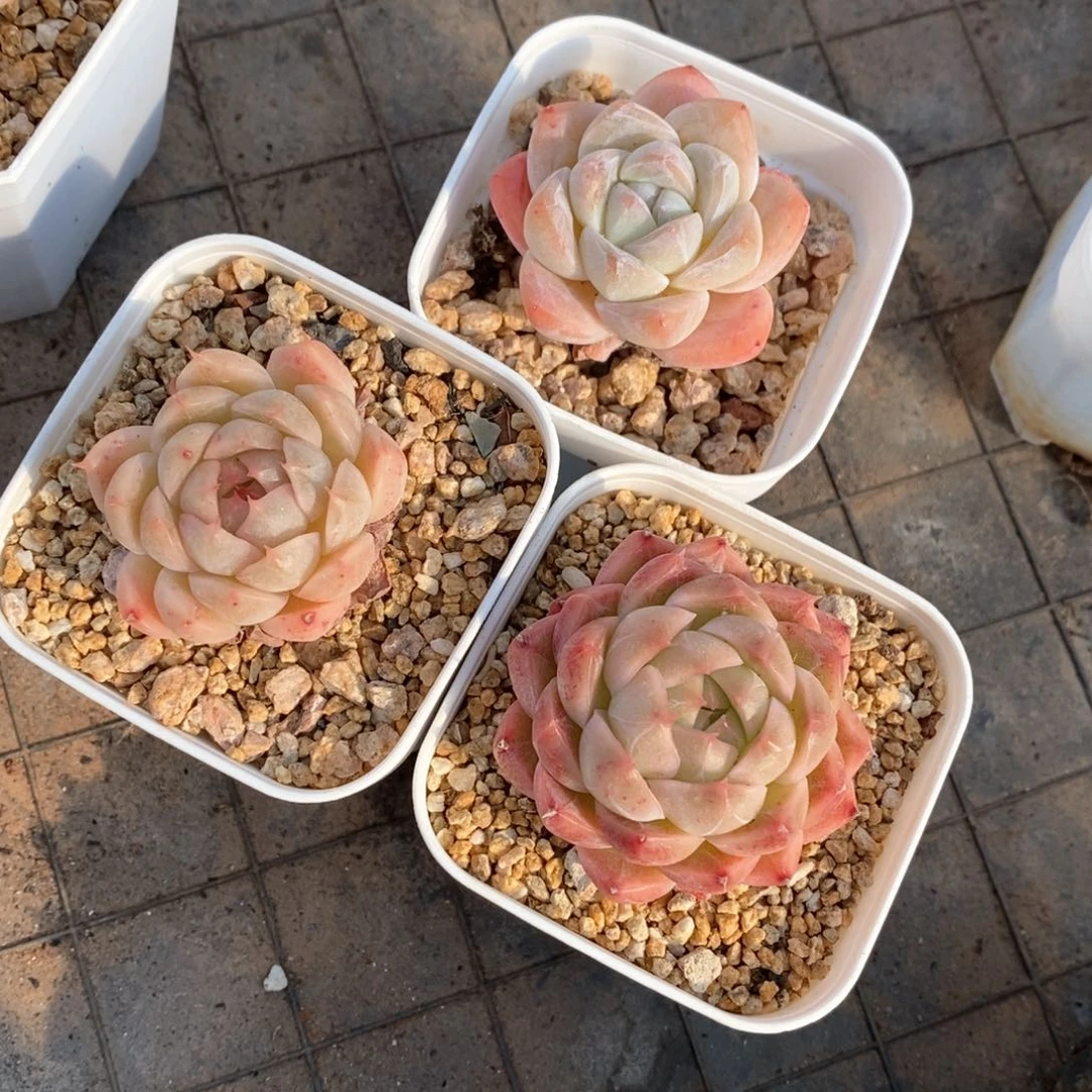 精品多肉一物一柏93