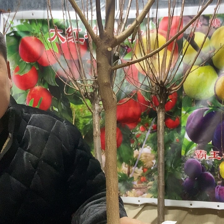 李子树峰糖李子树
