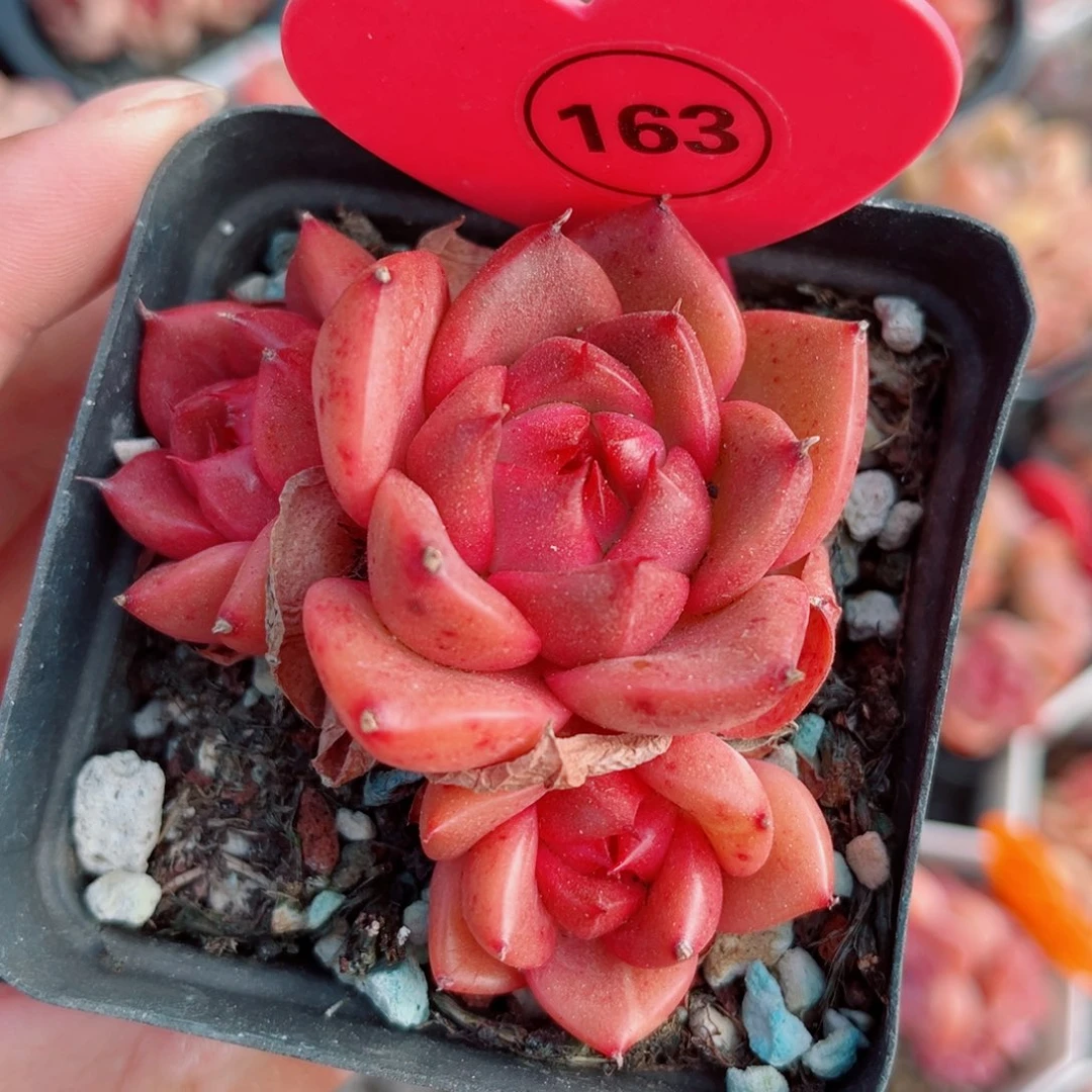 163号小老桩珍妮群