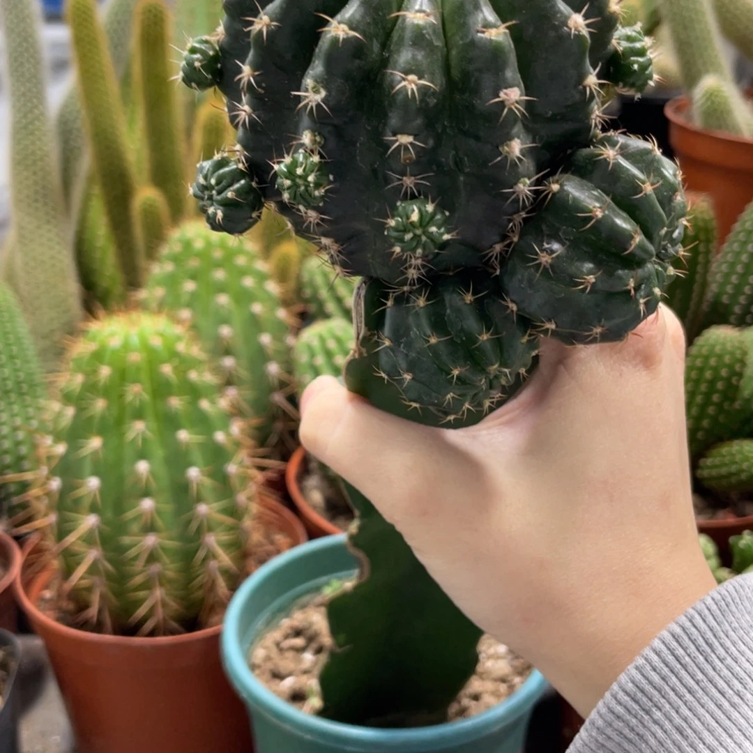 新品丽花奶酪母本带侧芽带花苞