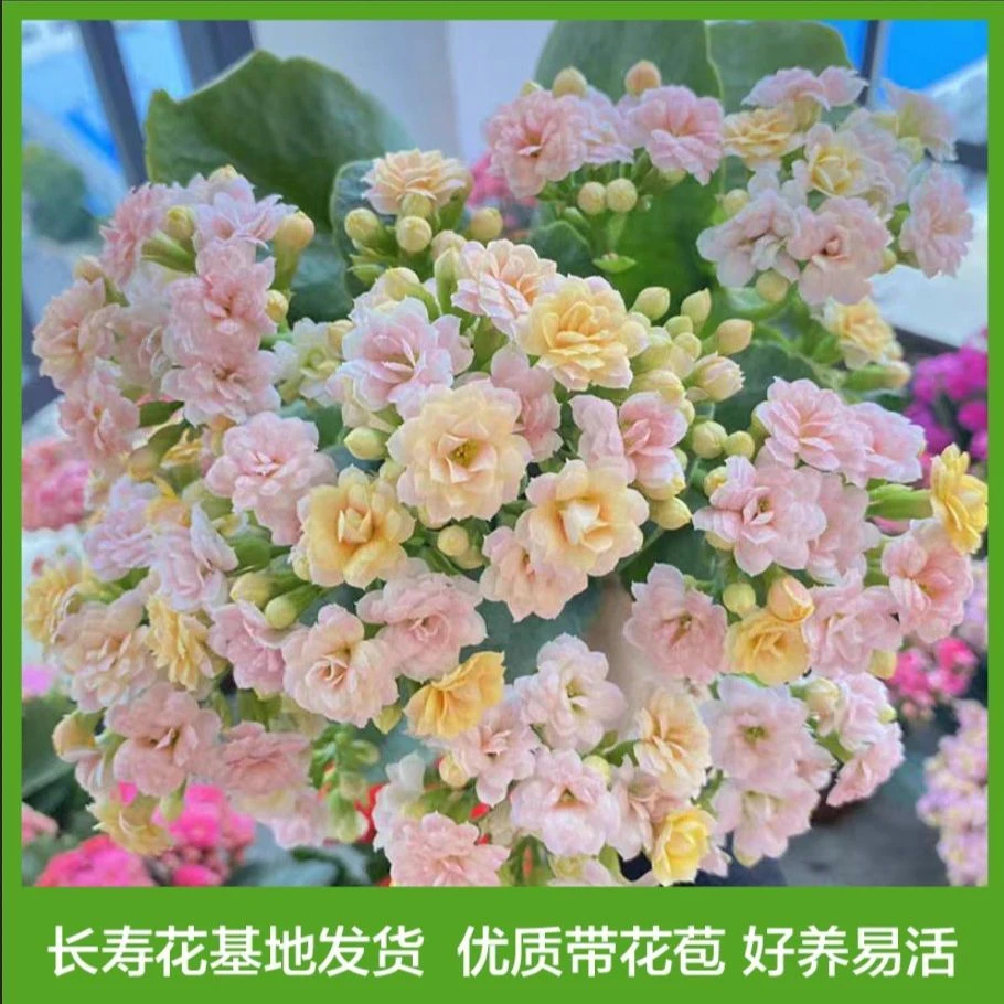 大盆长寿花稀有品种大花盆栽变色龙重瓣水果糖花卉阳台室内开花