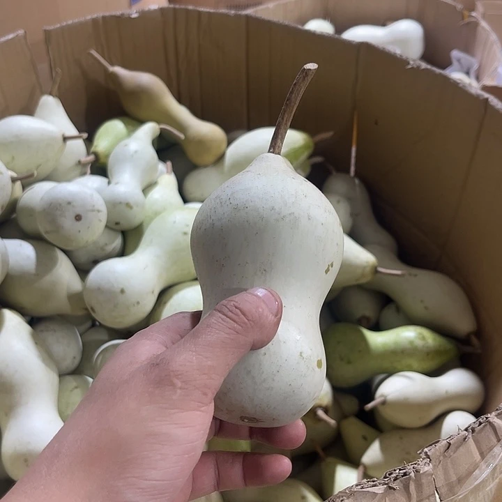 大果紫檀（缅甸花梨）聚**亿