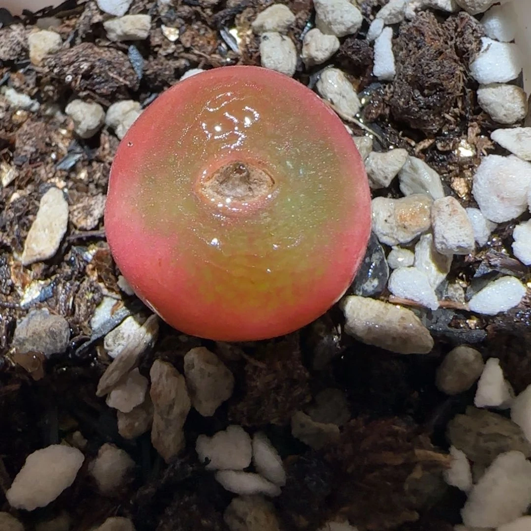 肉锥多肉植物百科2-水蜜桃1714