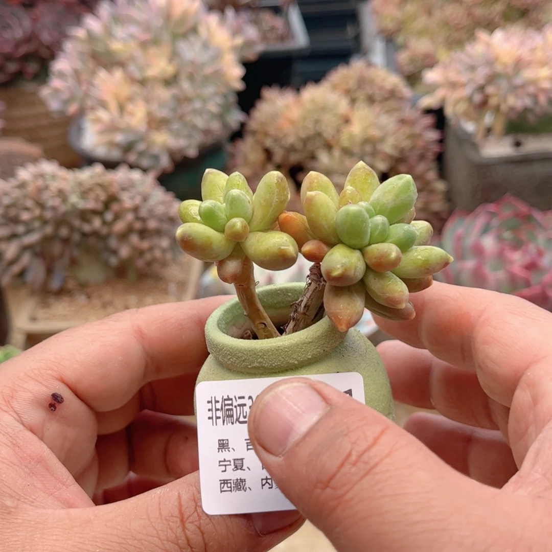 091千代田德华多肉