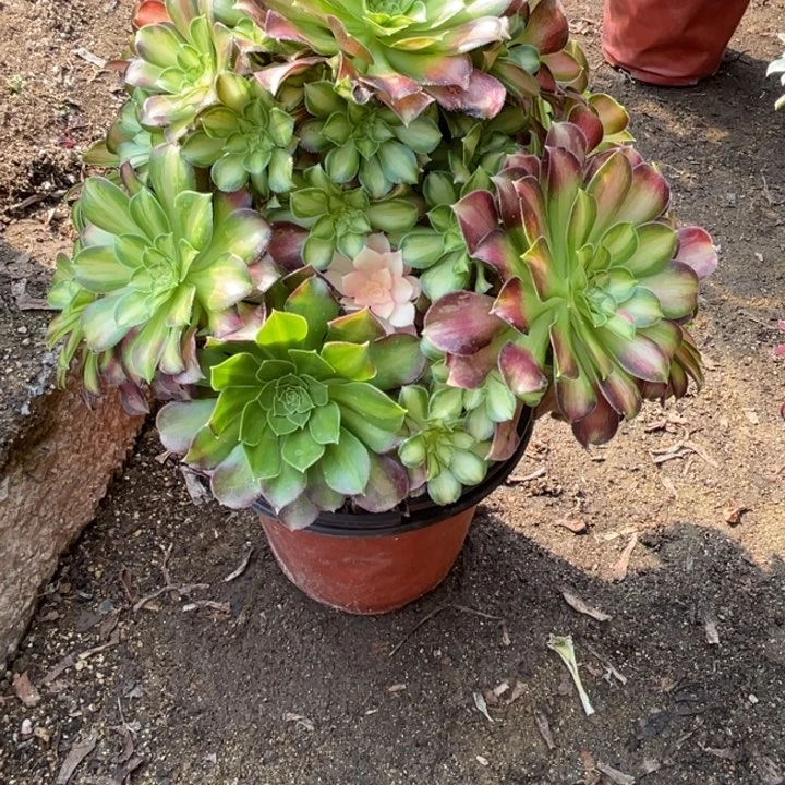 331号韶华多肉植物