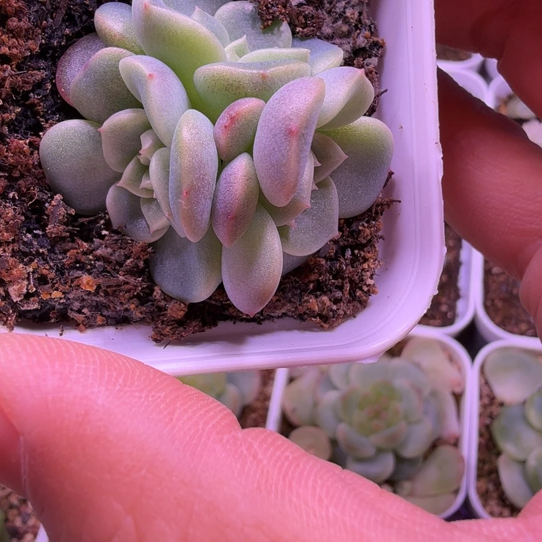 甜心荔枝叶插苗一物一拍