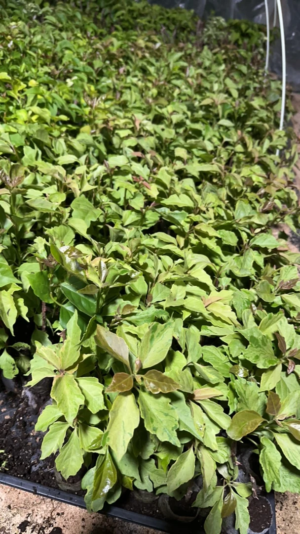 新品种三角梅袋苗