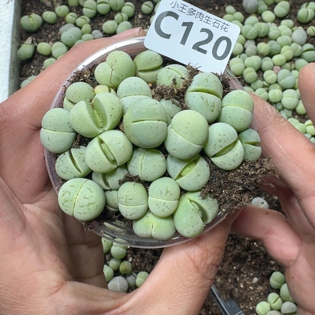 C120 绿大白一盒。