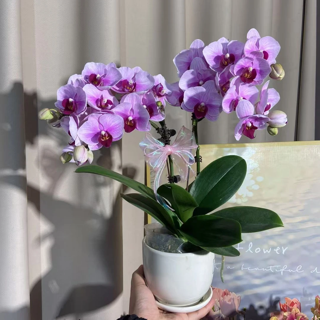 蝴蝶兰《宝贝》名贵品种 好养活好打理 绿植花卉 基地直发2-2