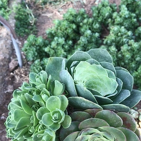 三****兰玫瑰三棵组合多肉19