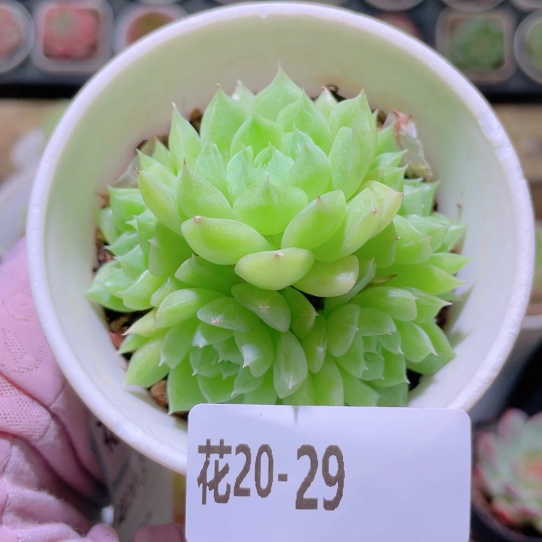 花利美20-29麦秆群