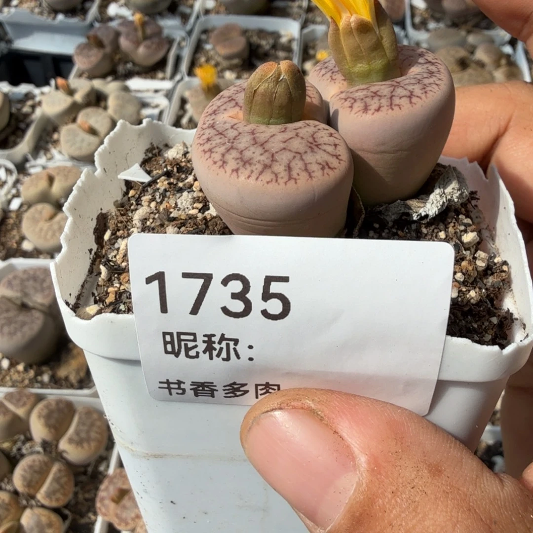 ****山多肉。
