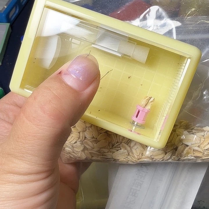 蟋蟀哈哈哈哈哈哈哈哈姐