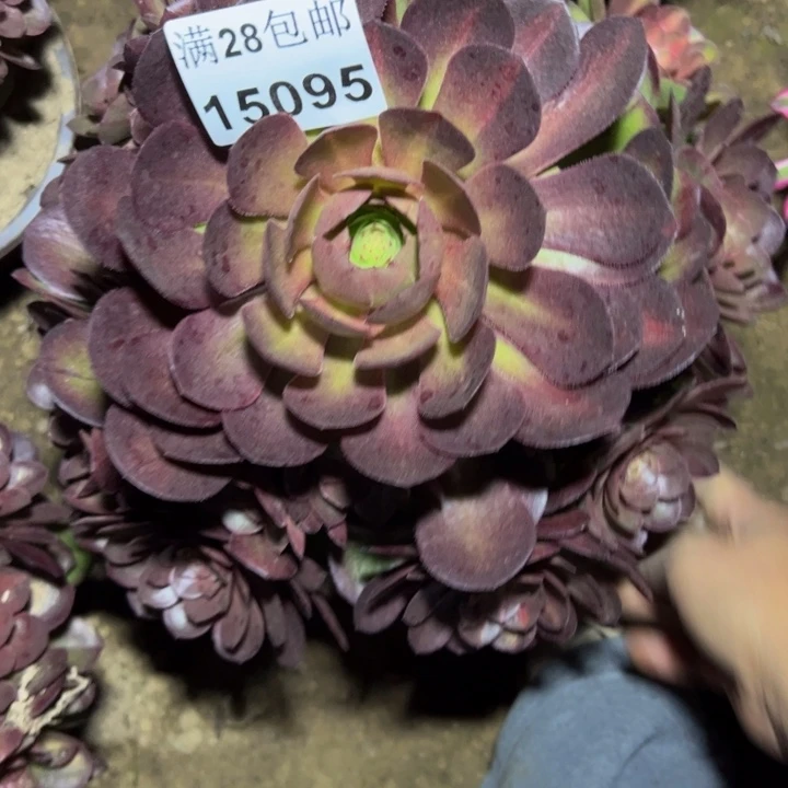 15095抹茶多肉植物