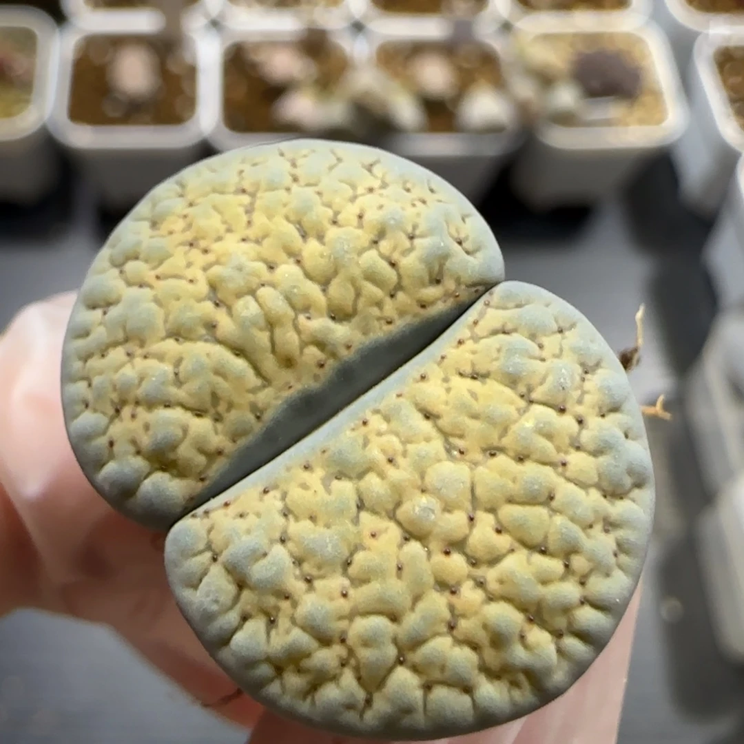 11.4  福利德州玫瑰。5039