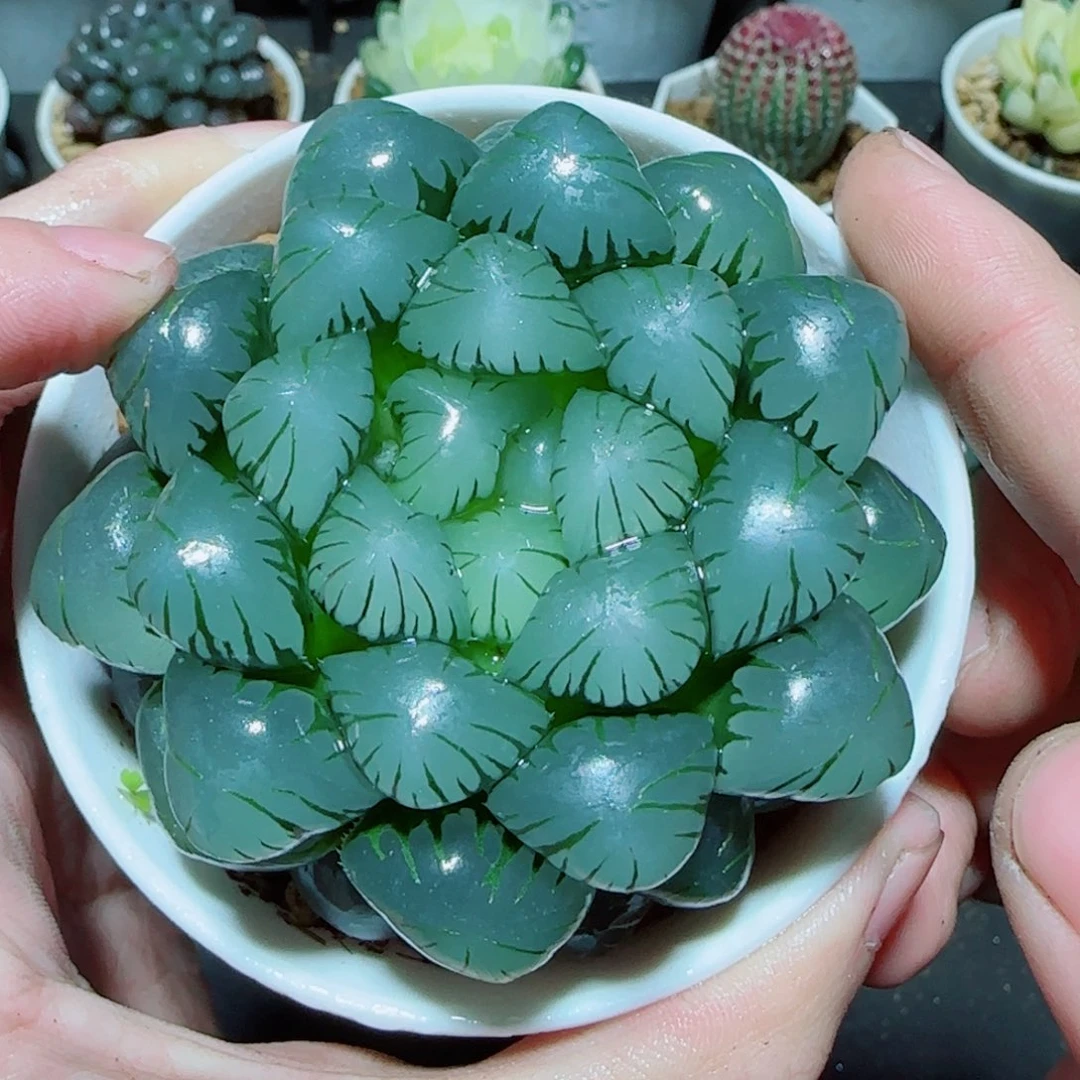 大母本冰灯多肉