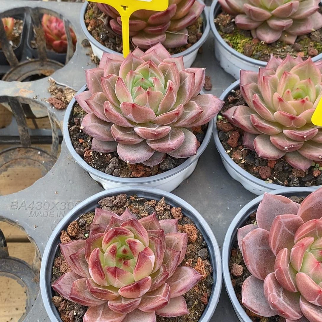 简*福利多多，1105046，1105047
