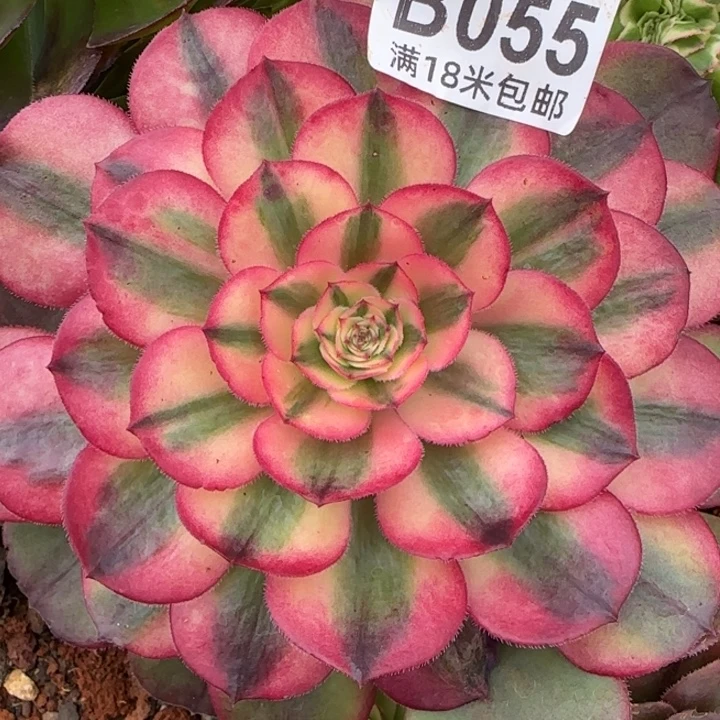 多肉法师淘宝福利