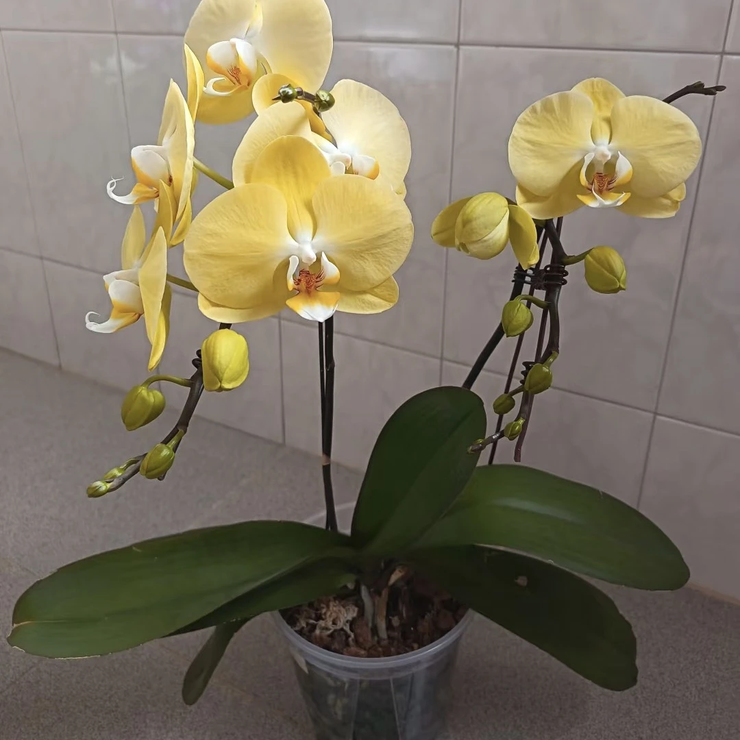 福喜 【581】3.5杯微瑕蝴蝶兰基地直发