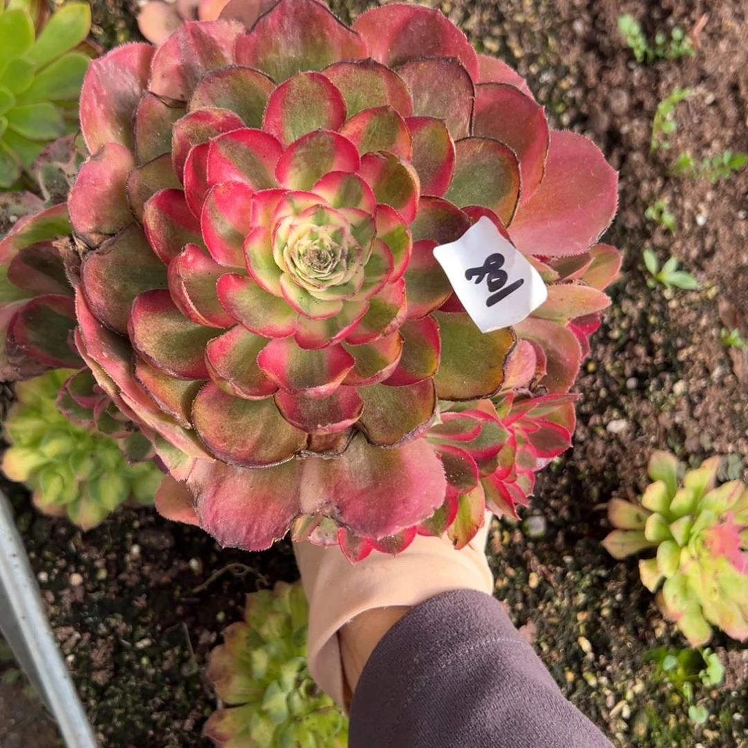 108鸿运多肉嘻嘻嘻有瑕疵